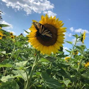 Meet your Posher, Sydney